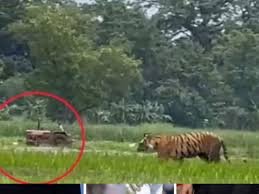 The tiger attacked the farmer The tiger attacked the farmer