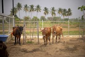 There is no kingdom without farmers