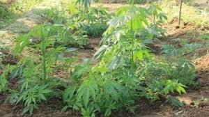 Cannabis as an intercrop in the districts... Cannabis as an intercrop in the districts...