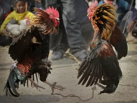 Cockfighting... Cases against common people