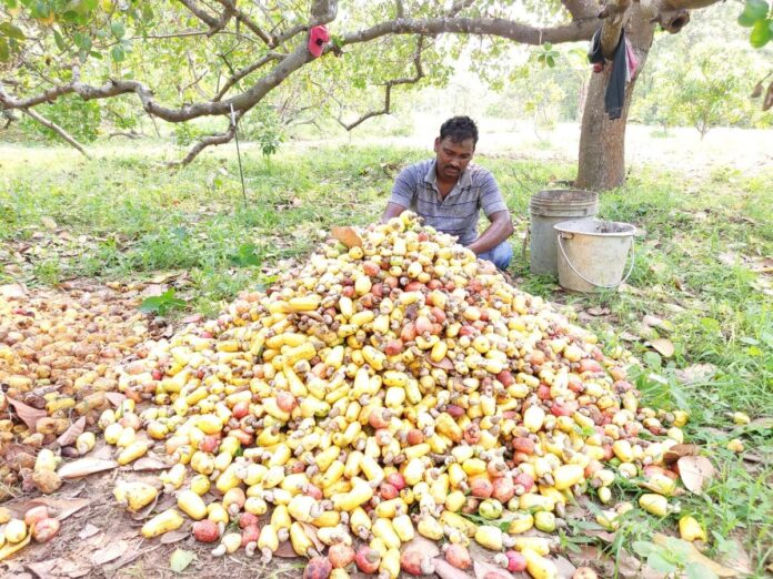 In Srikakulam, there is tension among the Kaju farmers