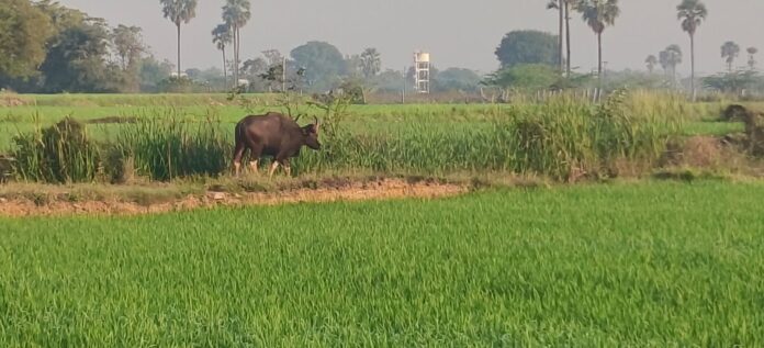wild buffalo hal chal