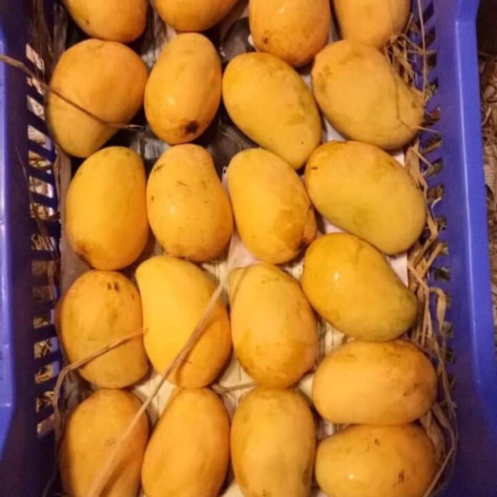 Regency rejects 25 metric tons of fruits