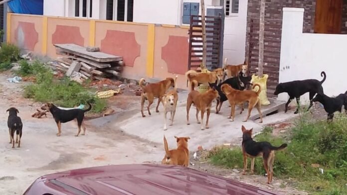 25 people injured in stray dog ​​attack in Sircilla district center