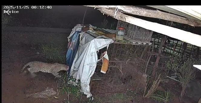 Leopard moving in SVU quarters