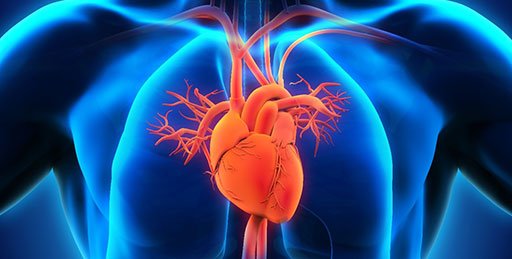 Avocado is very good for our body.. Guava   Improves heart health Helps in increasing immunity