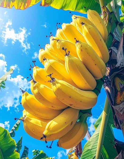 Can you eat a banana on an empty stomach in the morning?