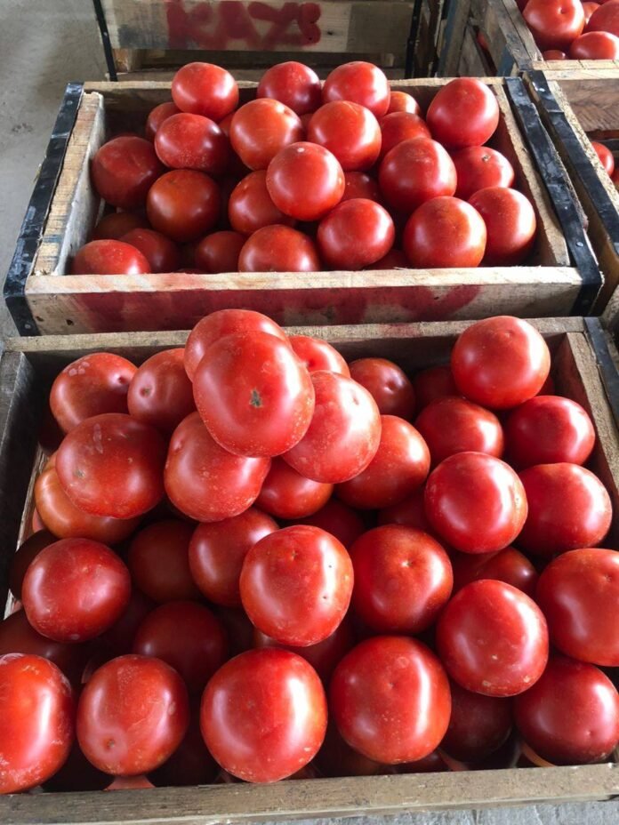 Unremunerative Prices... Tomatoes Given Away for Free