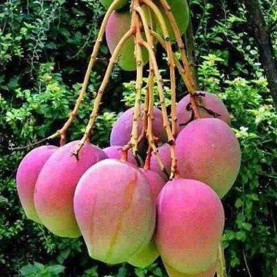 A kilogram of mangoes costs ₹1,900 in the US.