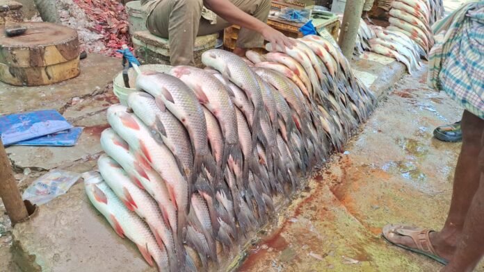 Large-scale fish sales in Musheerabad Large-scale fish sales in Musheerabad