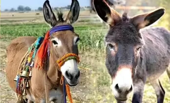 Wedding for donkeys to bring rain Wedding for donkeys to bring rain